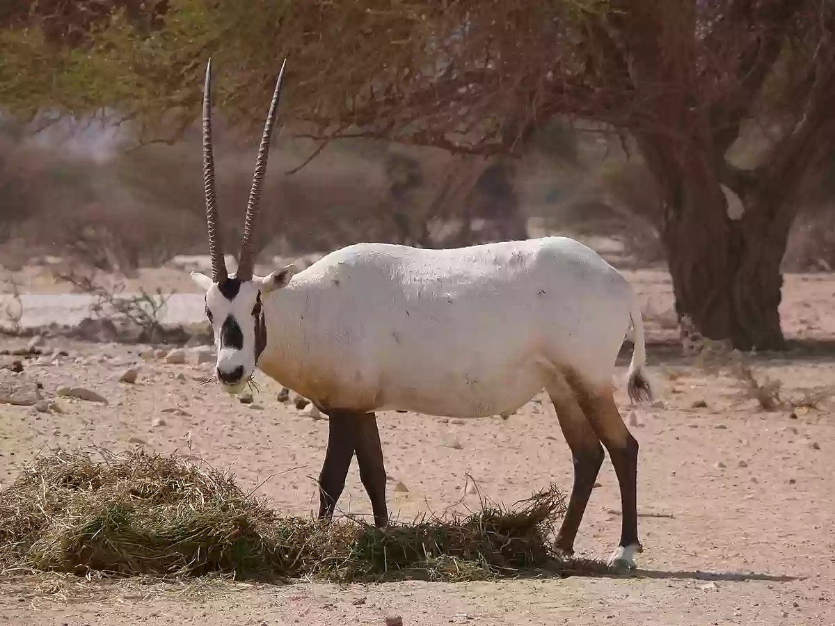 صيد المها العربي من محمية 