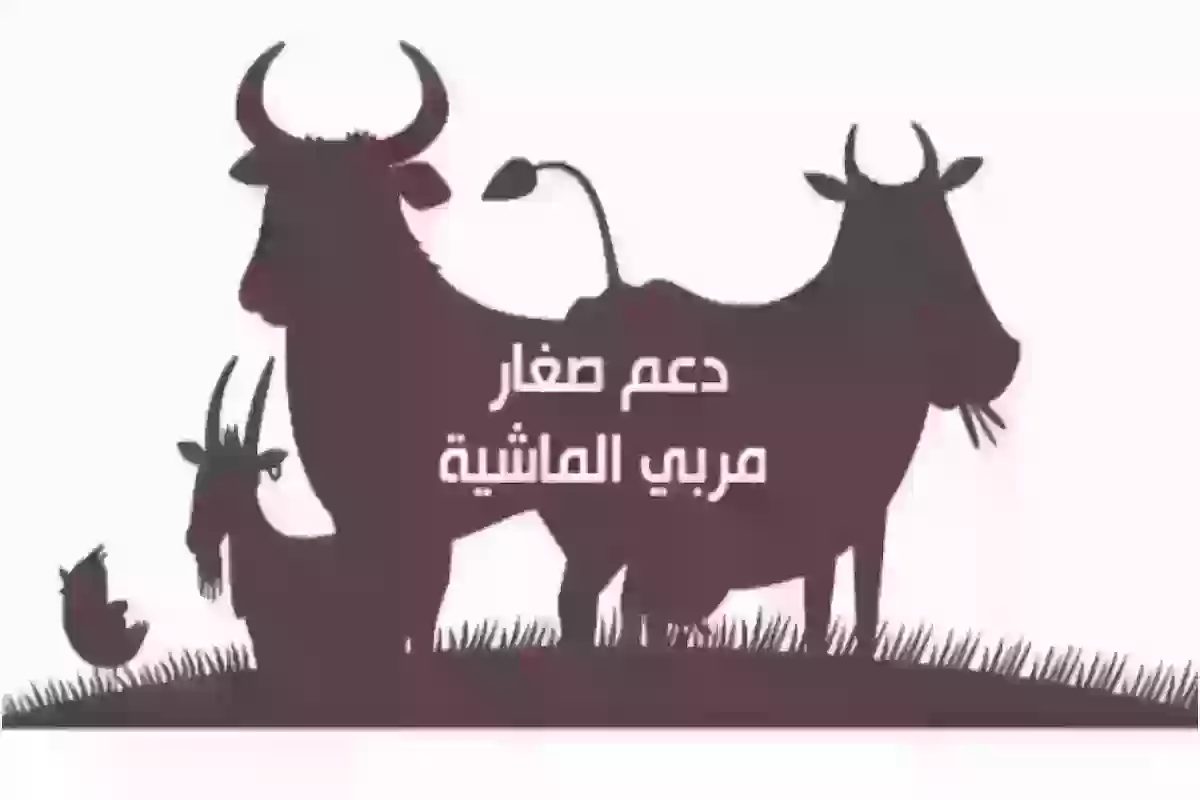 آلية التسجيل في دعم مربي المواشي وموعد صرف الدعم للمستفيدين 1445